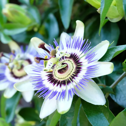 Passion Flower Possum Purple And Granadilla. 1 Sirenyevi And 1 Yellow Long Neck