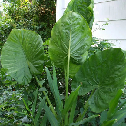 Alocasia - Calidora - 24" tall