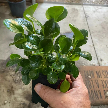 Peperomia - Obtusifolia - 'Baby Rubber Plant'