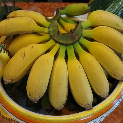 Sweetheart Banana - Musa - Live Plant - Rare