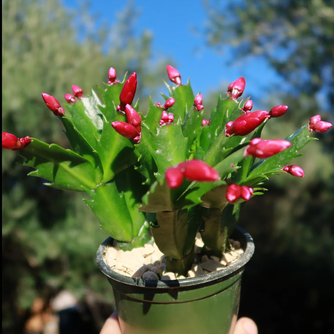 Christmas Cactus Red - 4''