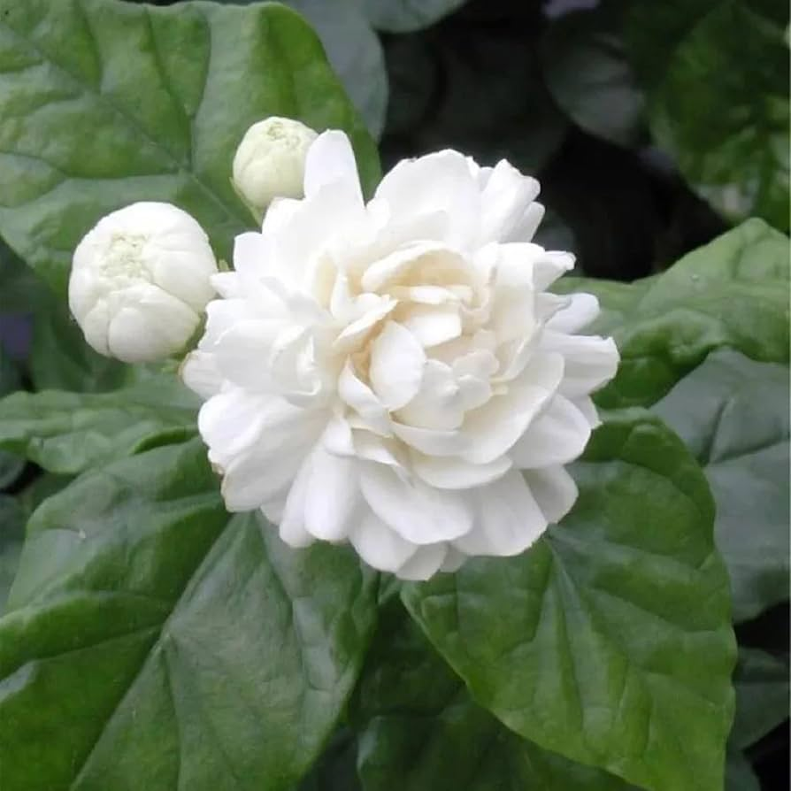 Arabian Jasmine Sambac - 4"