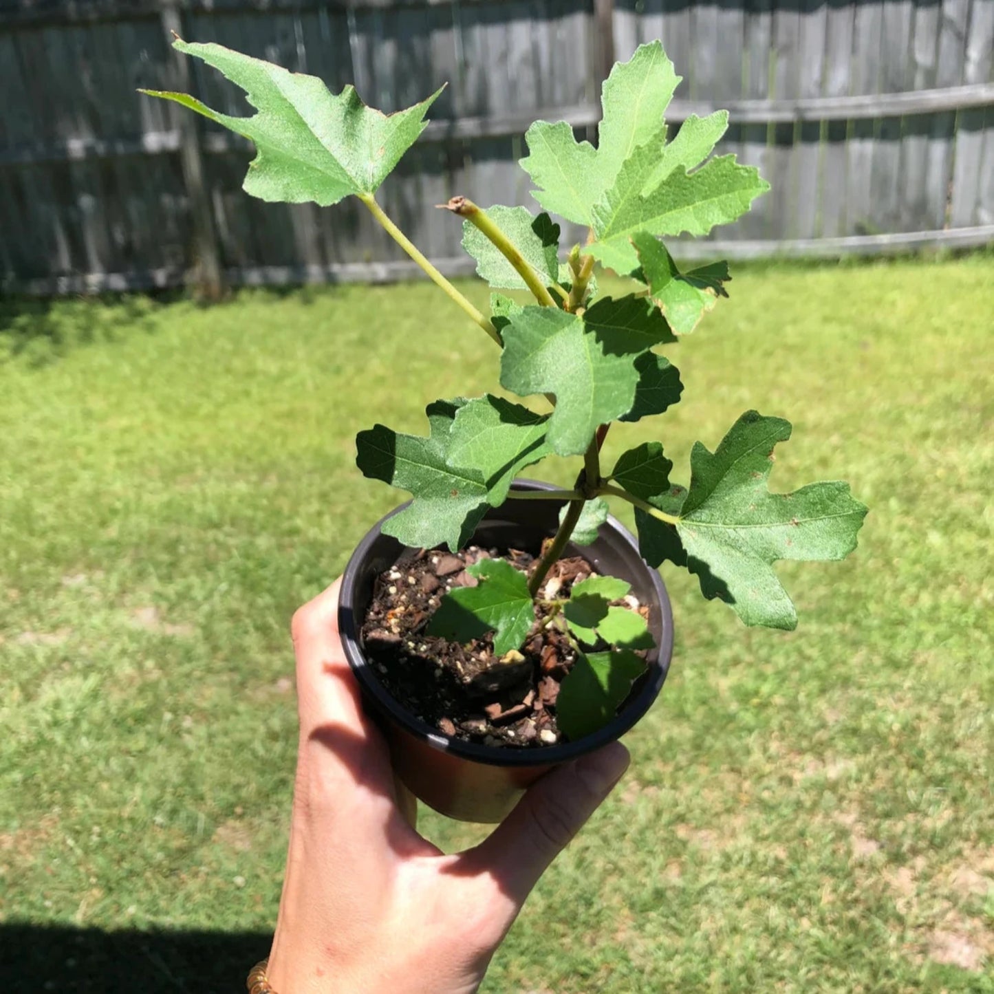 Fig Tree - 'Black Mission' - Fruiting Fig Tree - Ficus Carica