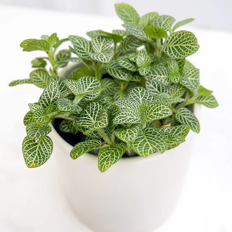 White Nerve Fittonia - 4"