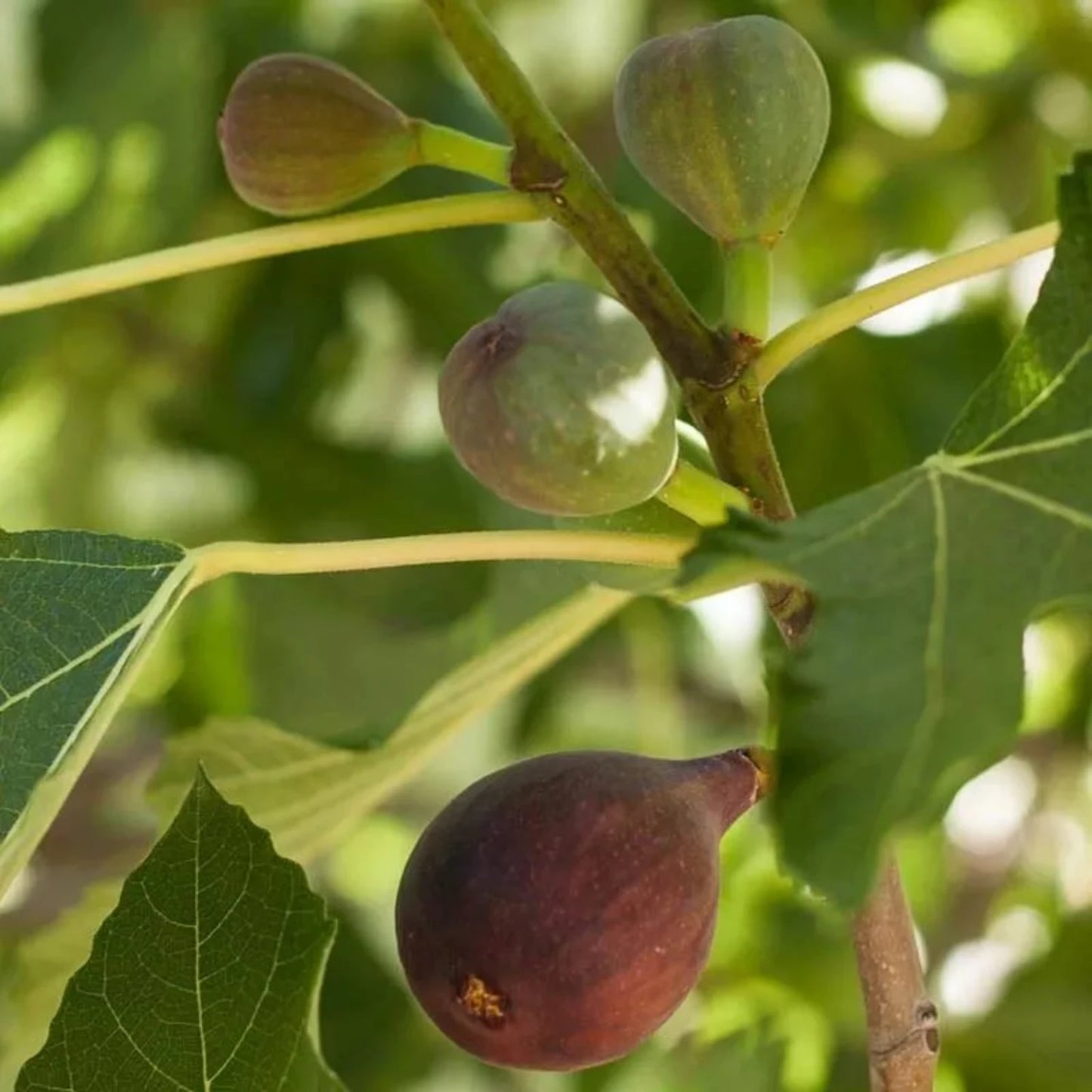 Fig Tree - 'Brown Turkey' - Fruiting Fig Tree - Ficus Carica