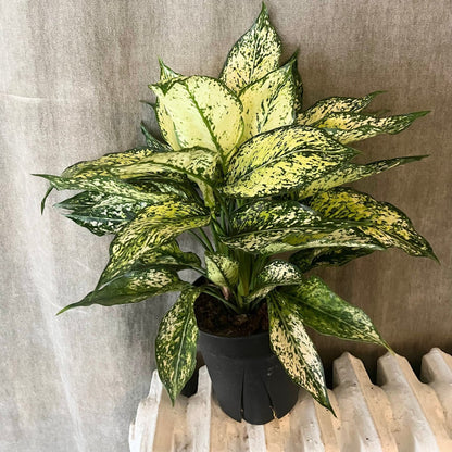 Chinese Evergreen - 6"