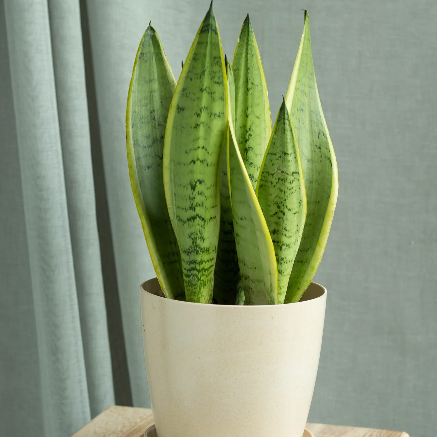 Sansevieria Starlight - 4''