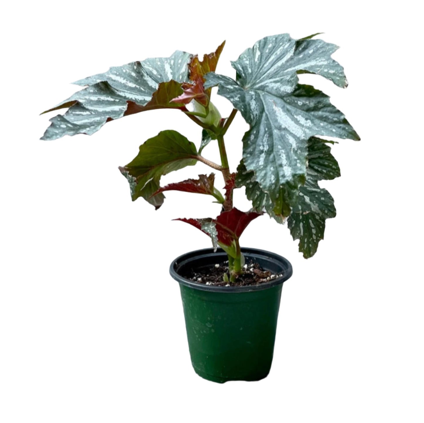 Begonia Angel Wing - 4''