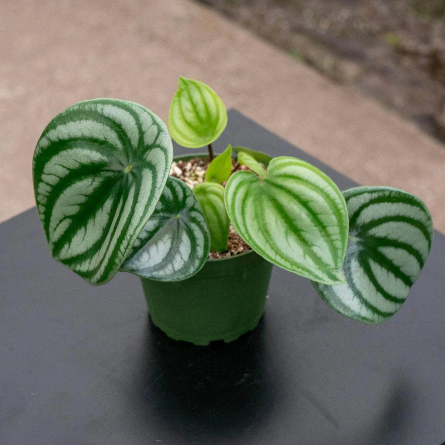 Watermelon Peperomia - 4''