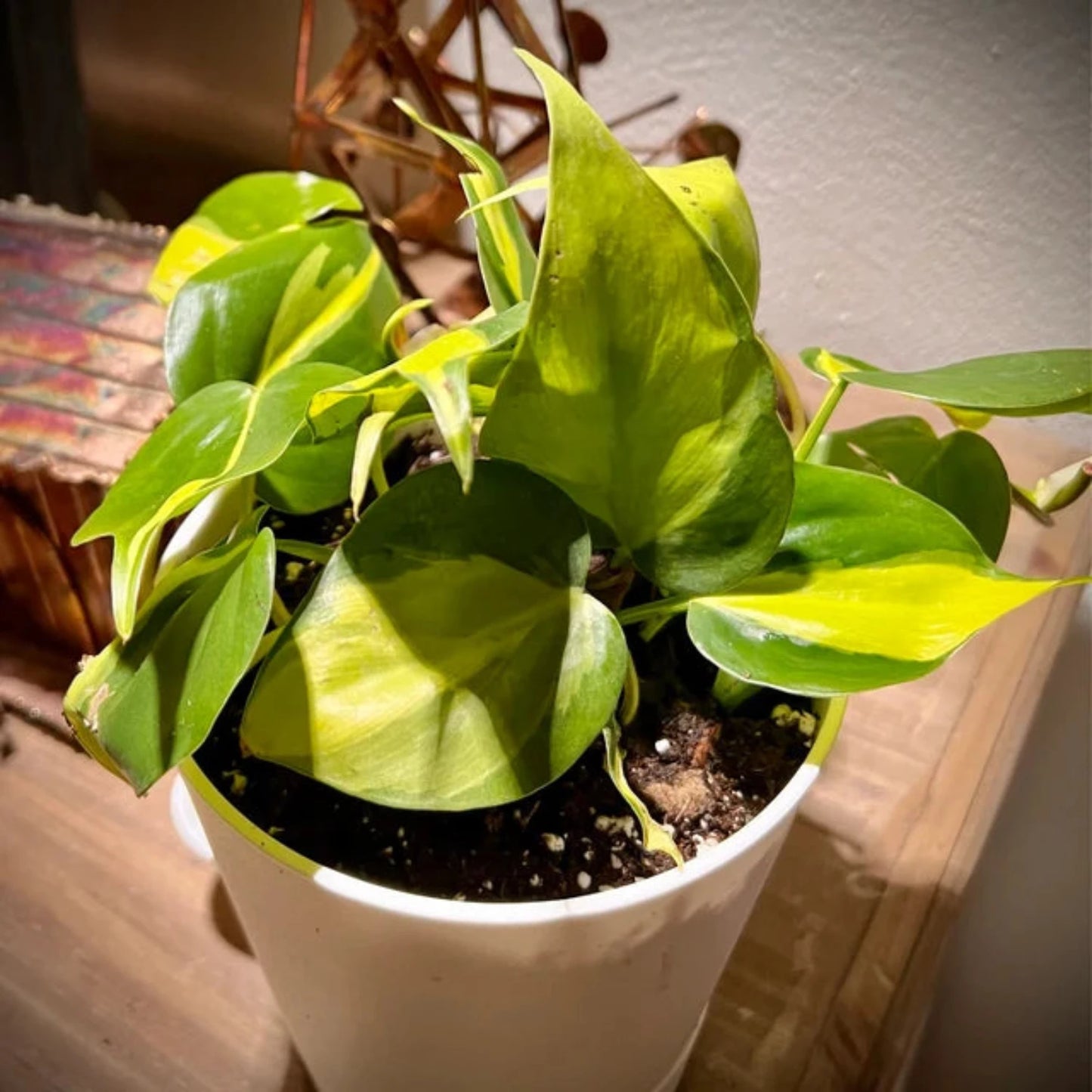 Philodendron Brazilian-4''