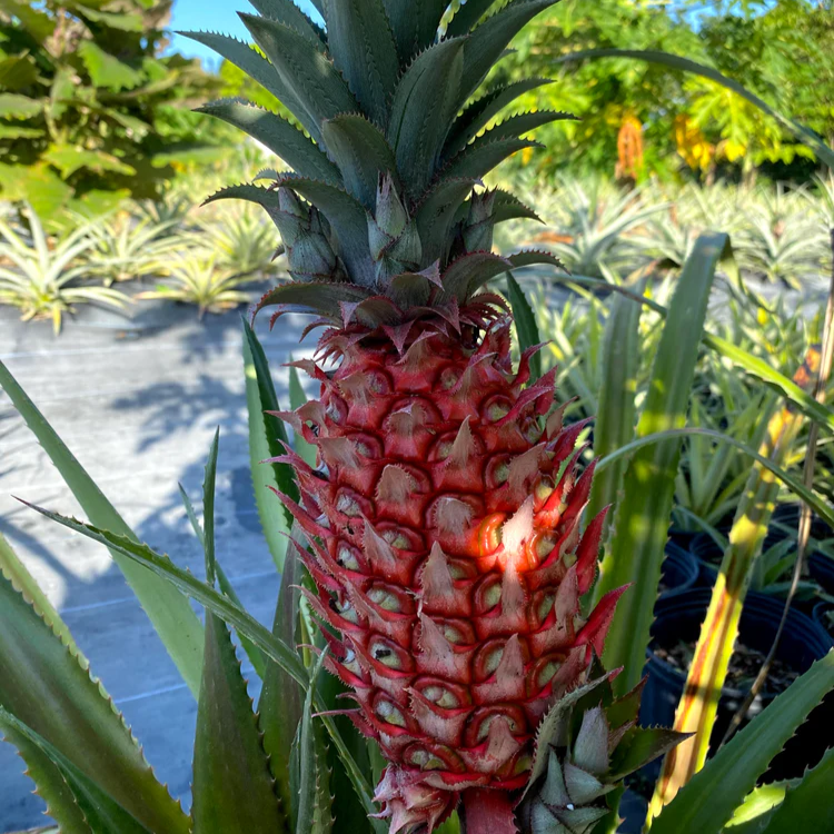 Florida Special Pineapple Plant - 1 Live Starter Plant