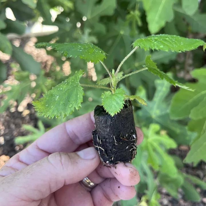 Big Daddy Thornless Blackberry Live Plants