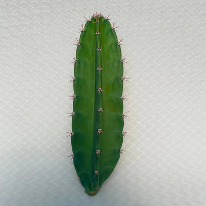 Peruvian Cactus - 10"