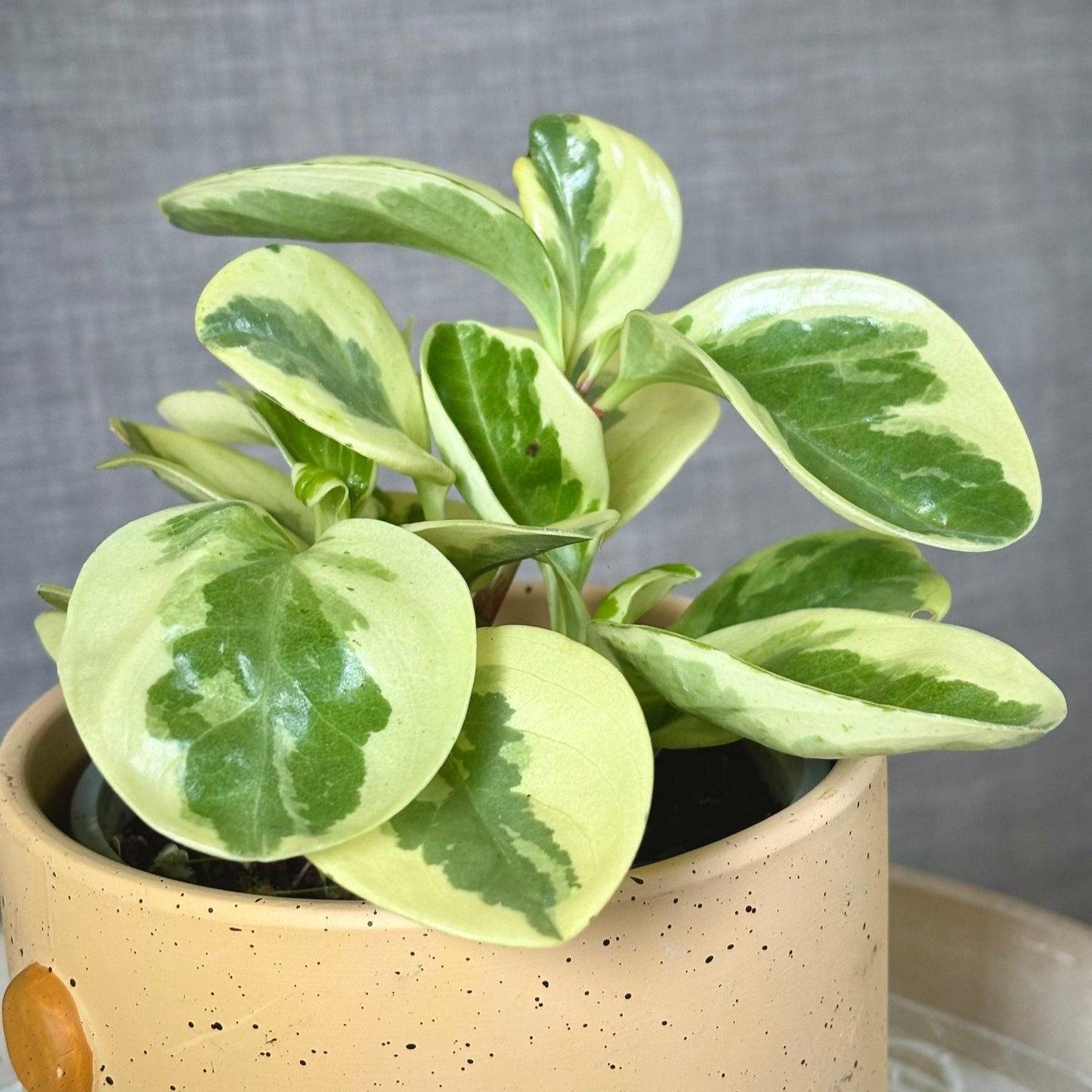 Peperomia Variegated - 2''