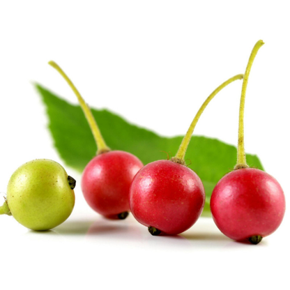 Jamaican Cherry Strawberry 2 Trees - Muntingia - Edible Cherry