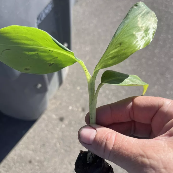 Double Mahoi Banana - 2 Trees Plants - 3-8 inches - Edible Banana