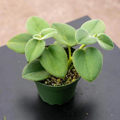 Peperomia Incana - 4''