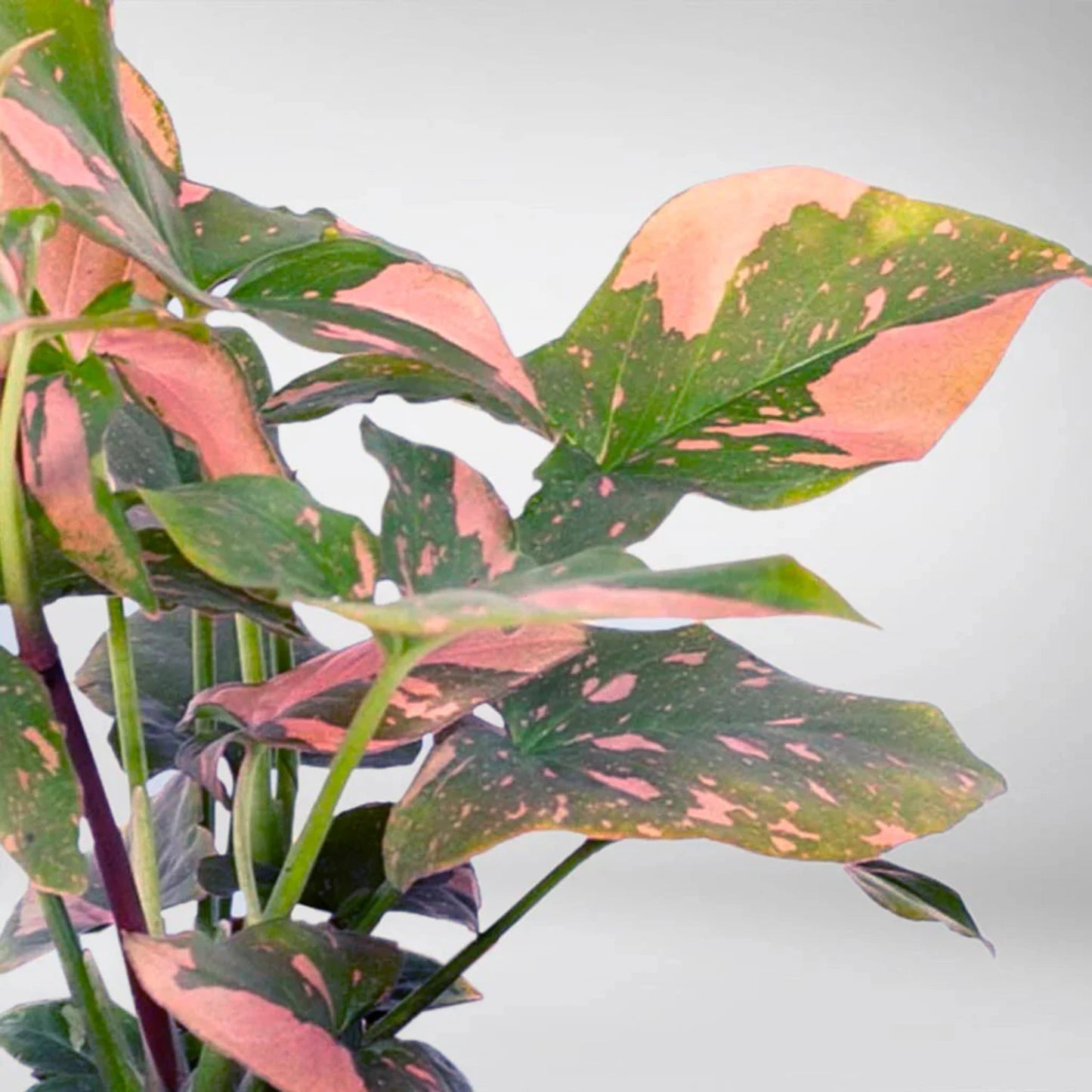 Syngonium Pink Splash -4"