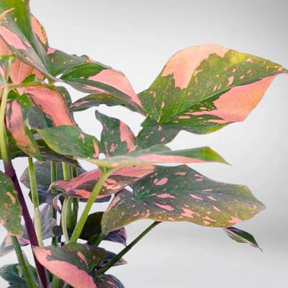 Syngonium Pink Splash -4"