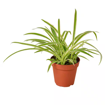 Variegated Spider Plant - 4''