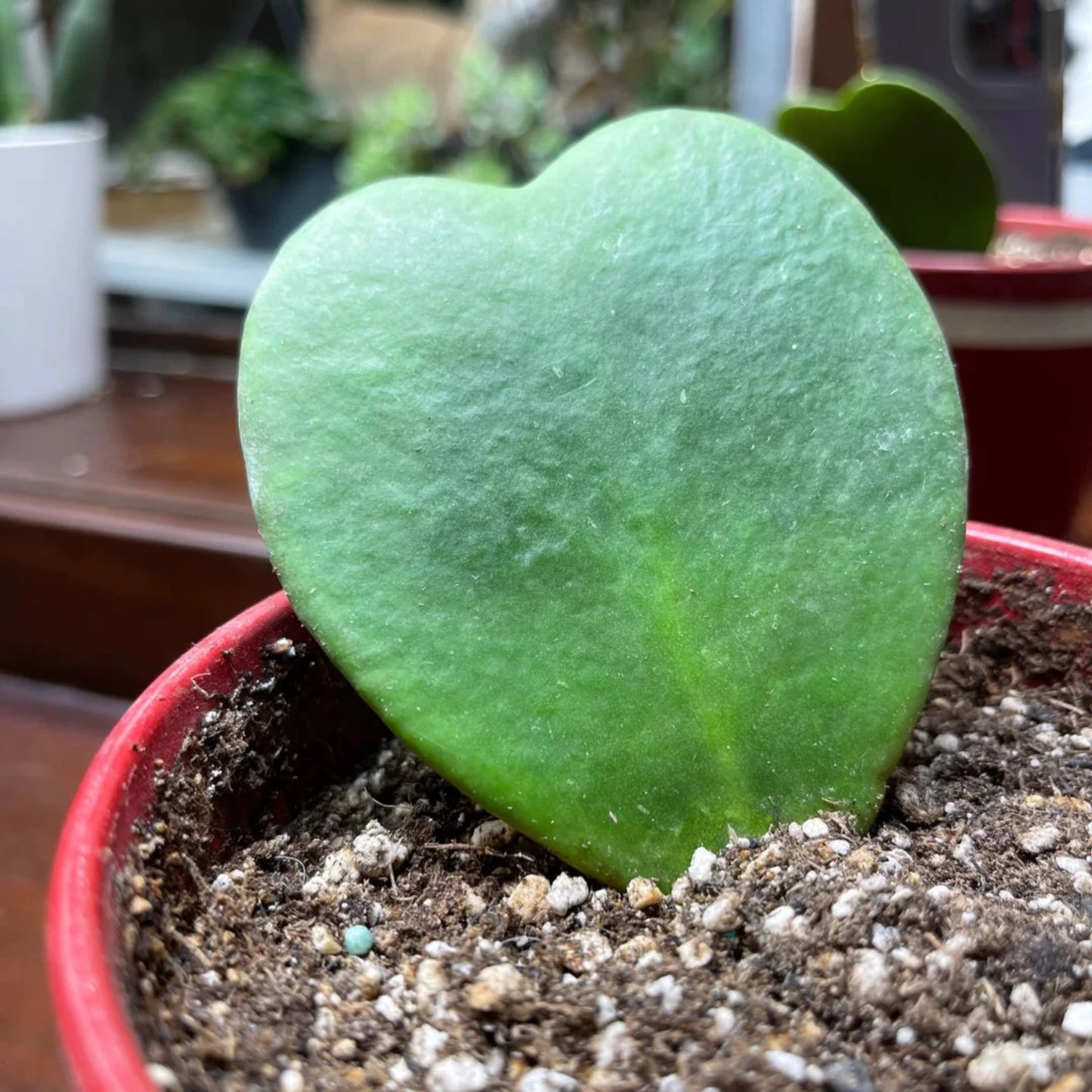 Hoya Kerrii Non-Variegated (Single Leaf) - 4"