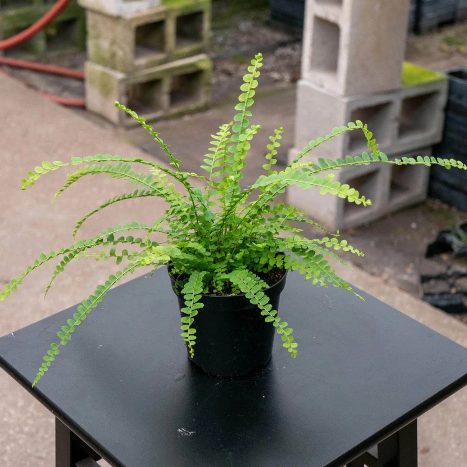 Lemon Buttons Fern - 4''