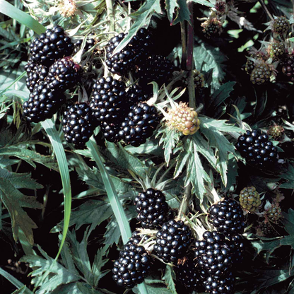 Thornless Blackberry - Rubus - Combo-Pack -15 Plants