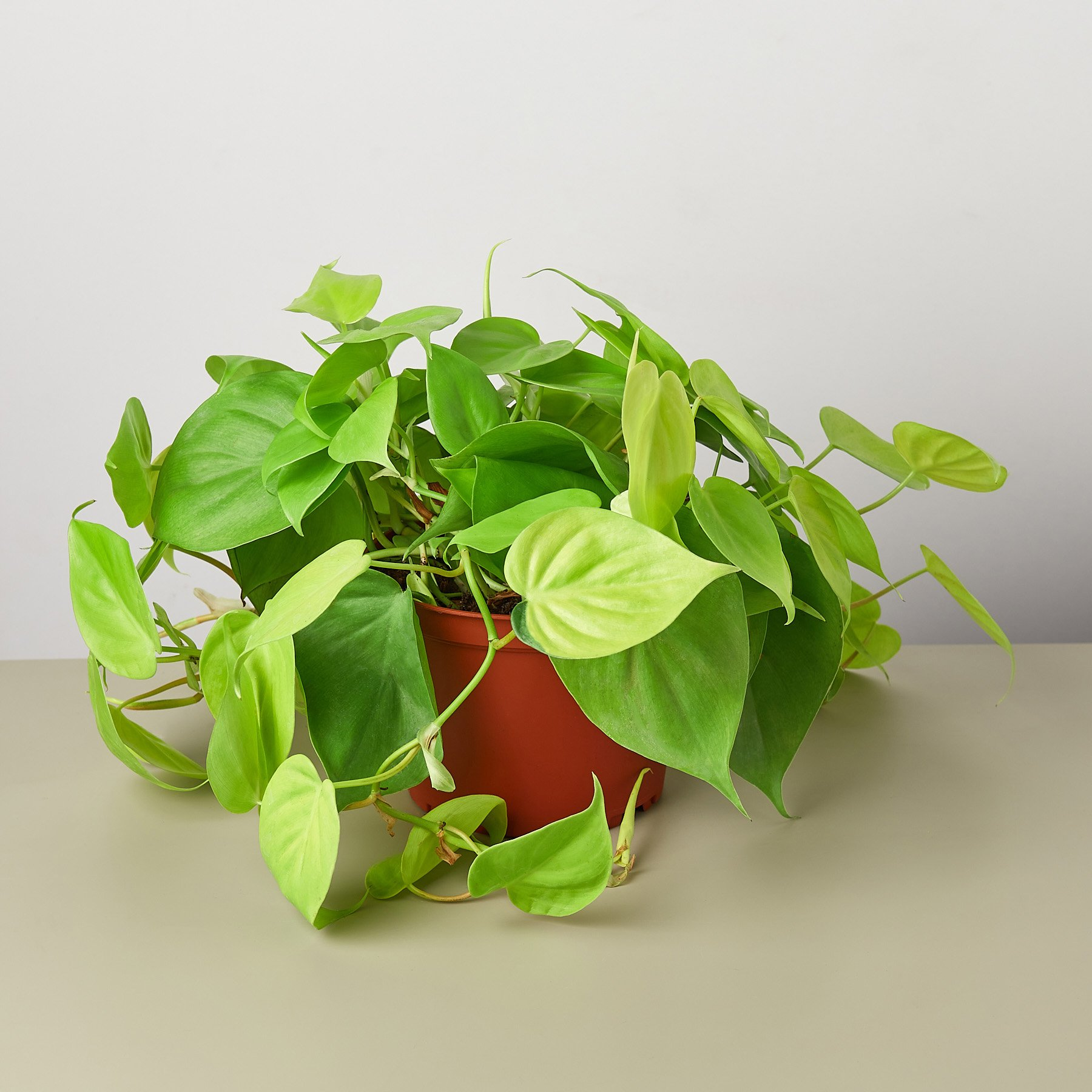 Philodendron Neon Cordatum - 6"