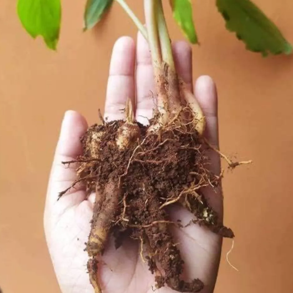 Potted/Finger Root/ Krachai/ Chinese Ginger Keys