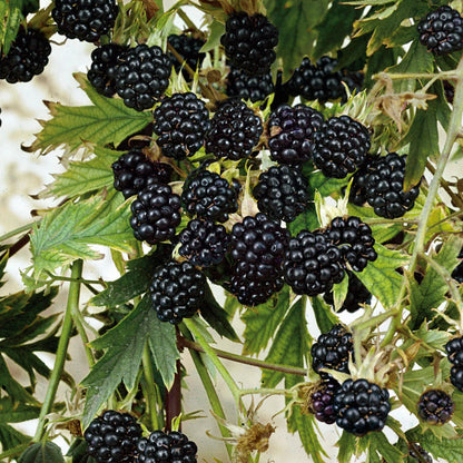 Blackberry - 'Natchez' thornless - Rubus Fruticosus