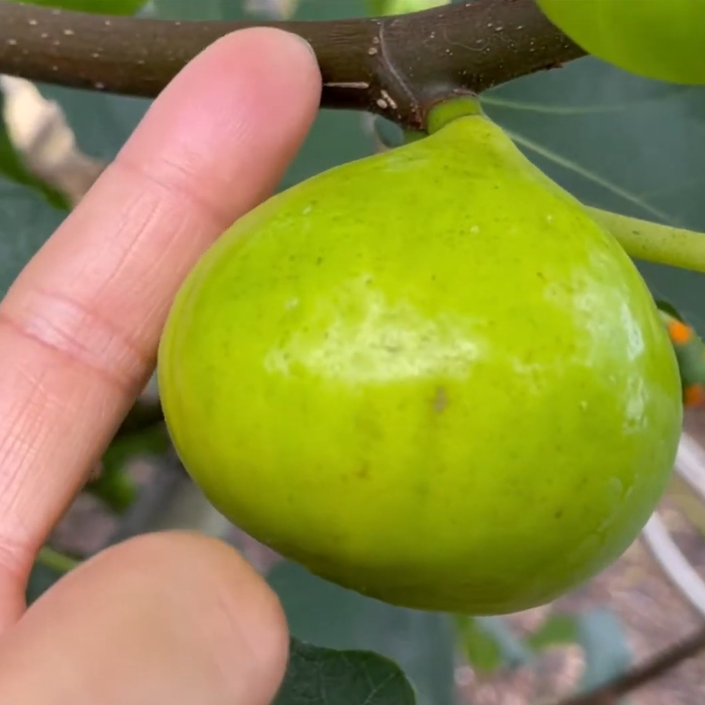 LSU Gold Fig Tree - Ficus carica - Live Plant From Tiny Cutting ! 6 PACK SPECIAL