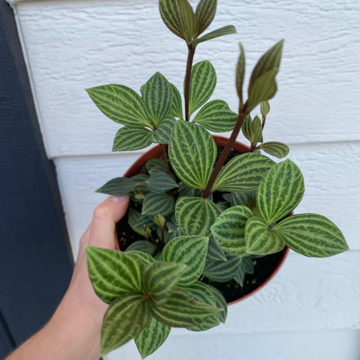 Peperomia Tetragona (Watermelon Stilt) -4''