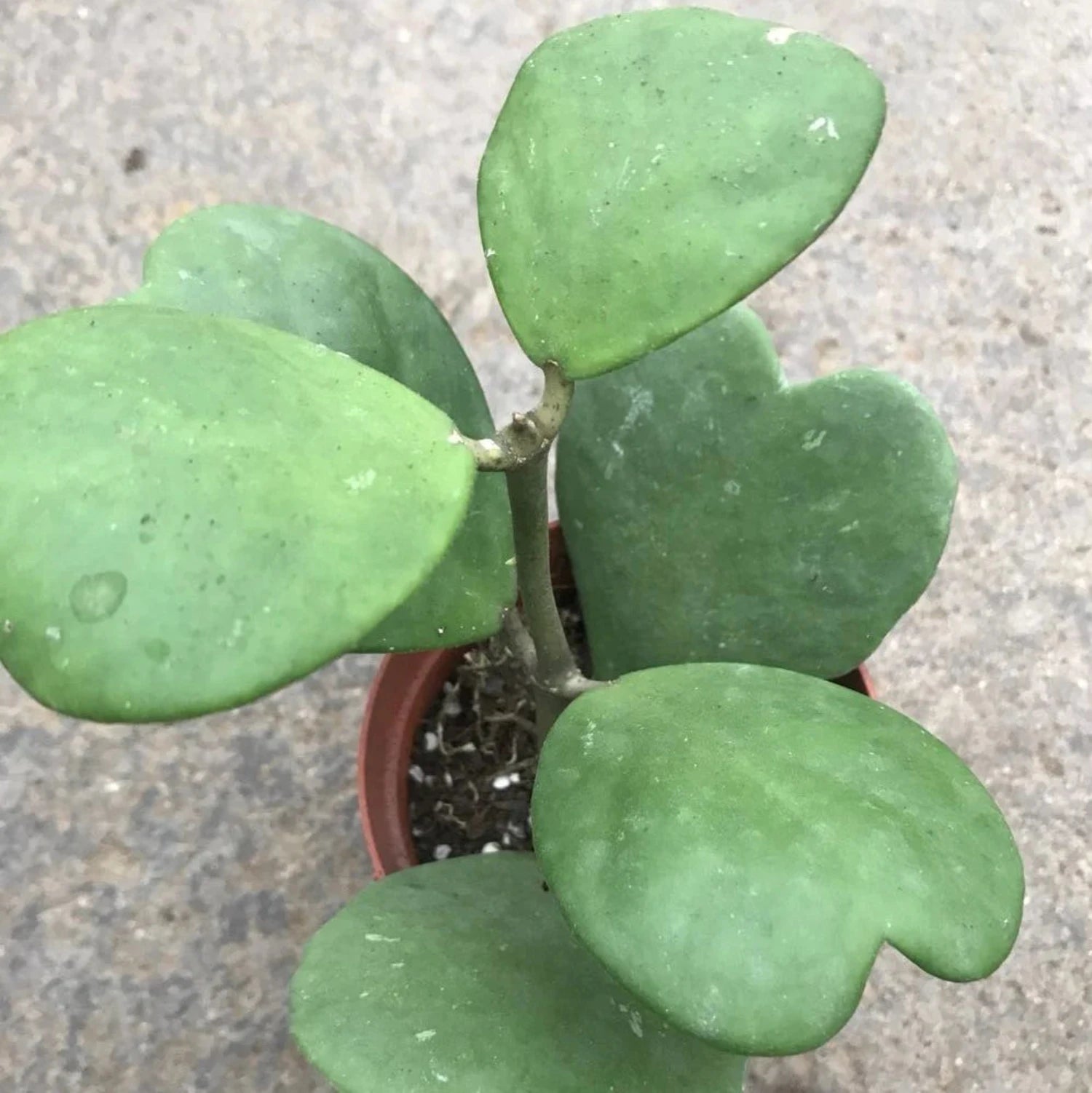 Hoya Kerrii Non-Variegated - 6"