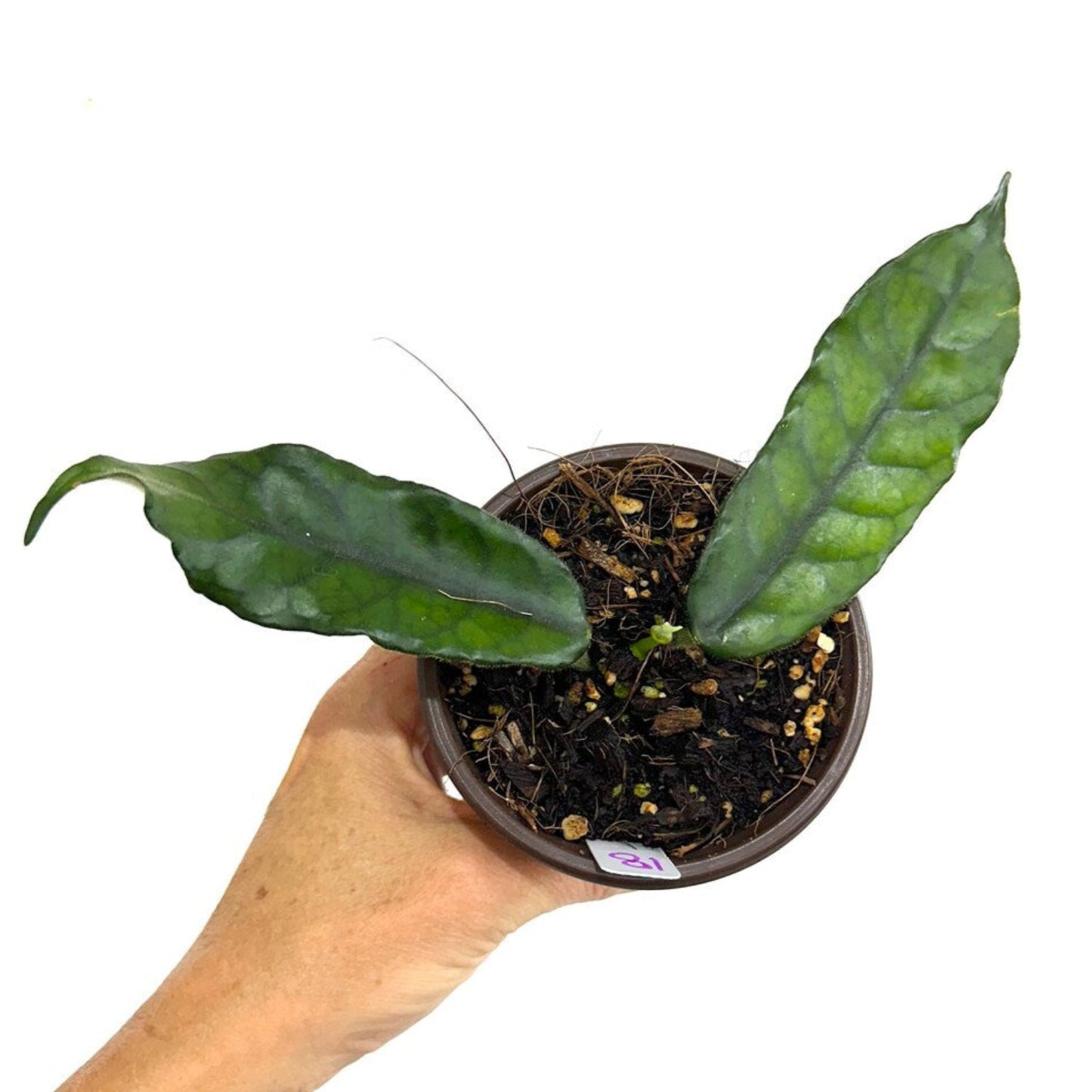 Hoya Globulosa - 4''