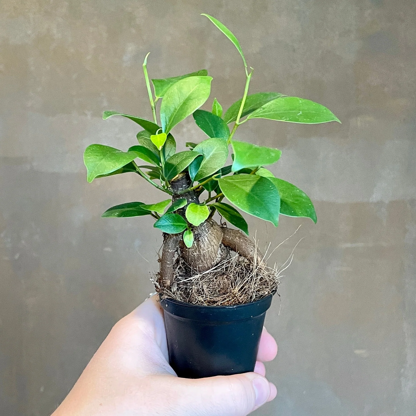 Ficus Microcarpa Ginseng - 4"