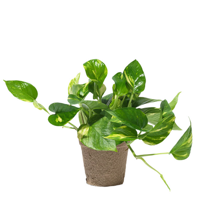 Golden Pothos (Epipremnum Aureum) - 4''