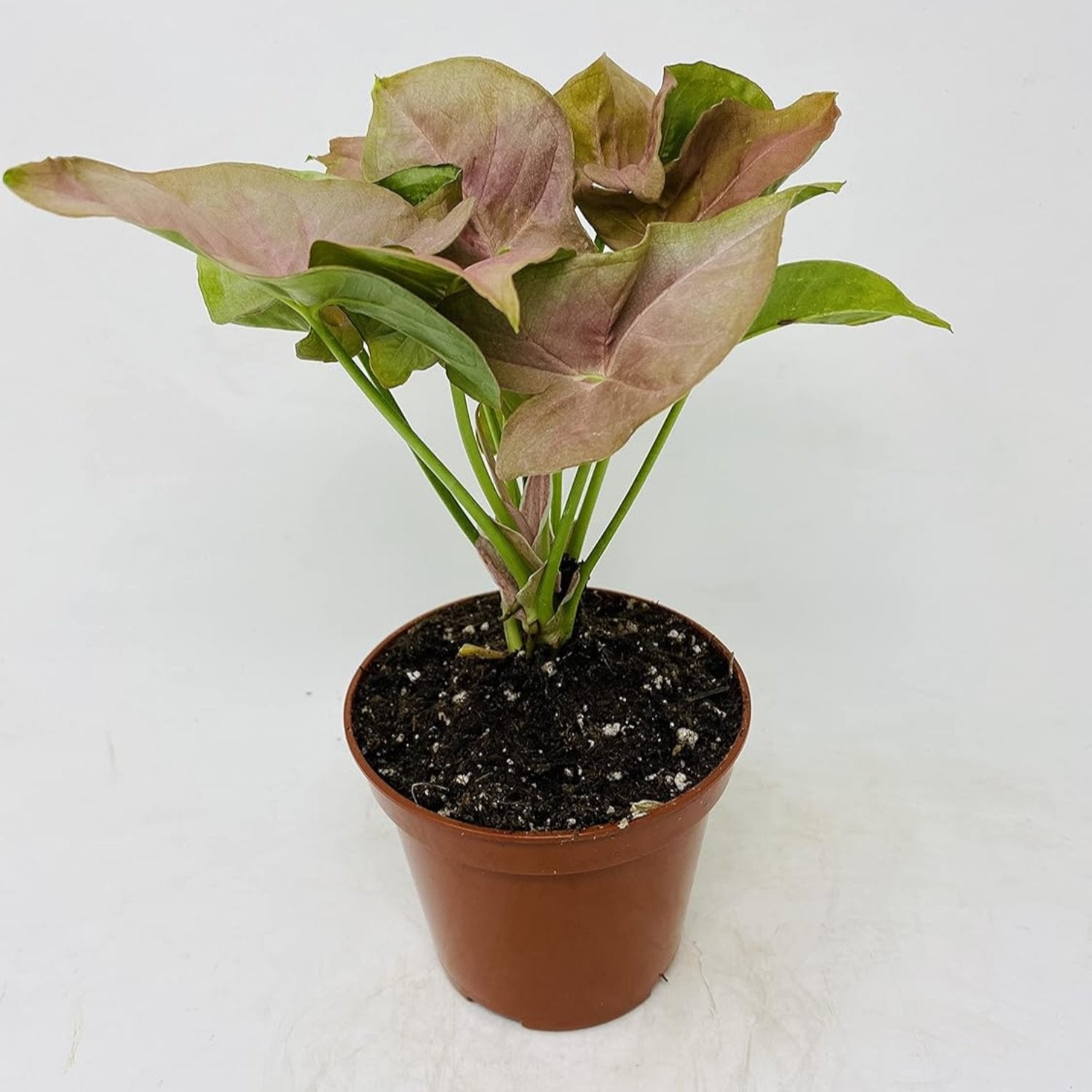 Strawberry Syngonium - 4''