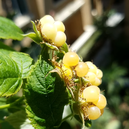 Raspberry Plants - 4 Live Plants - Grow Your Own Fruits - Fall Gold