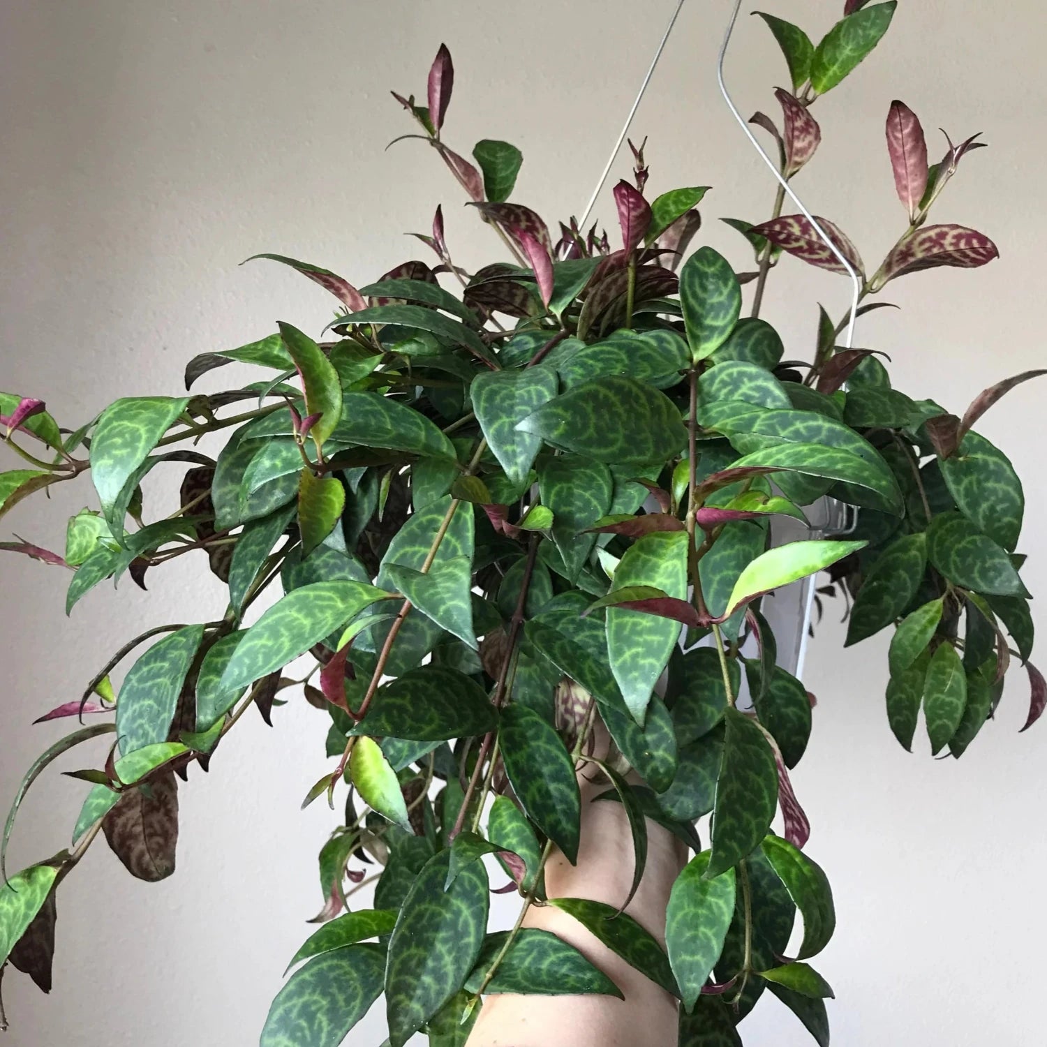 Black Pagoda (Lipstick plant) - 4''