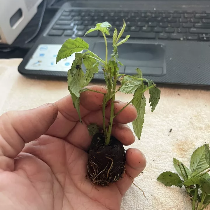 White Blackberry 10 plants. “Snowbank” Very Sweet