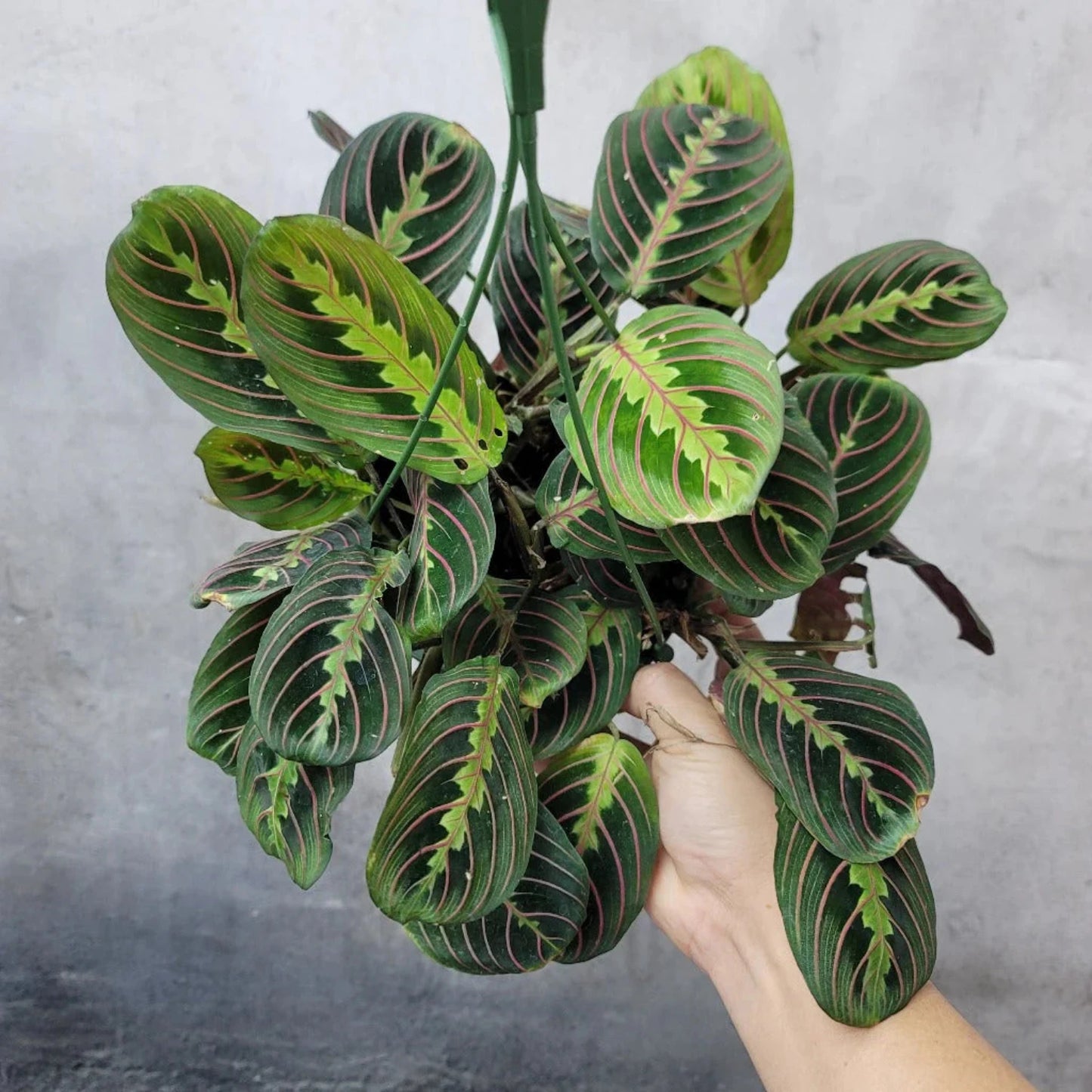 Red Maranta Prayer - 6"