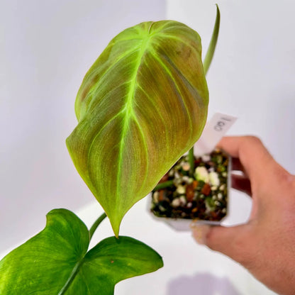 Philodendron Camposportoanum 4"