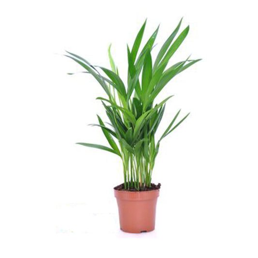 Areca Palm (Golden Cane Palm) - 3''