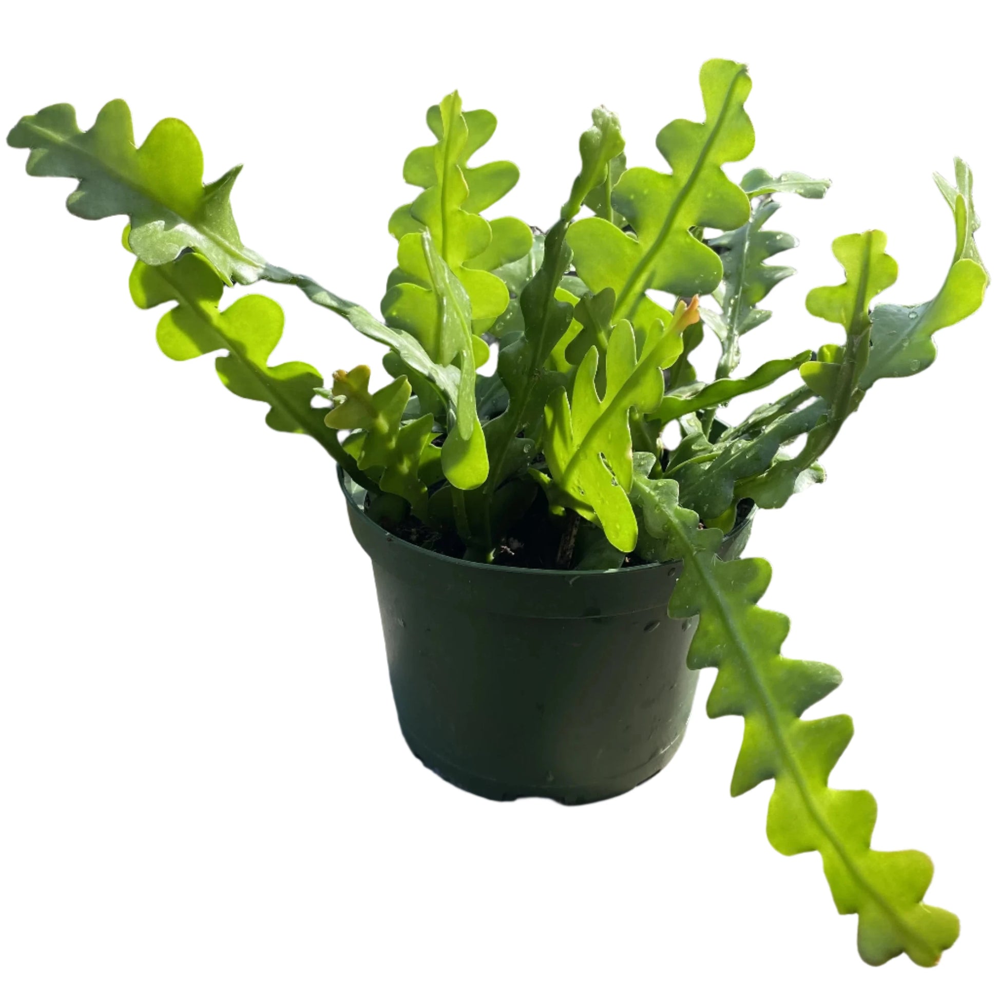 Fishbone Cactus (Rare Ric-Rac) - 6''