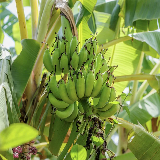 Dwarf Puerto Rican Plantain - Live Plant - Cooking Plantain