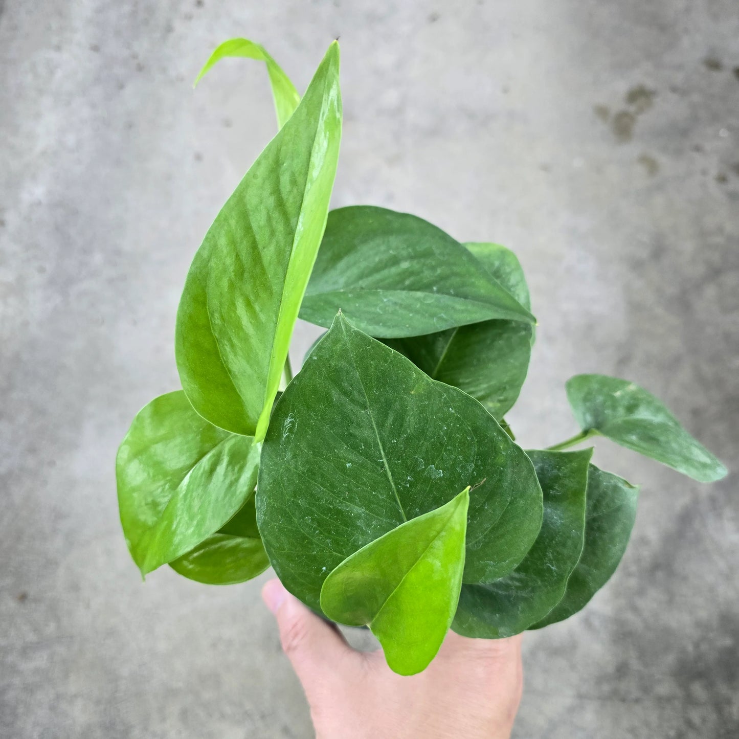 Green queen Jade Pothos - 4''