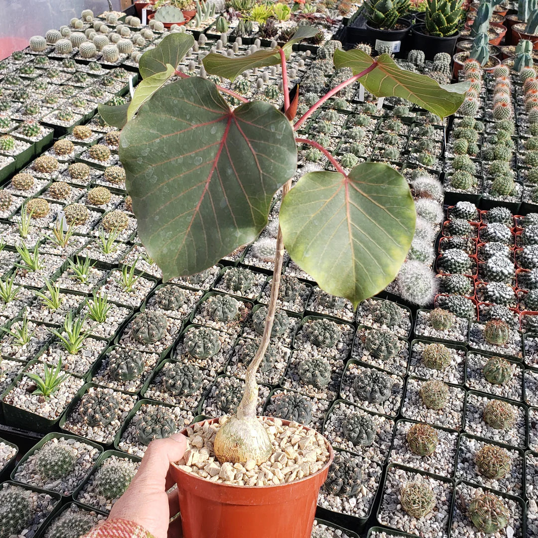 Ficus Petiolaris- 4''