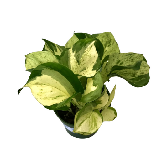 Manjula Pothos - 4''