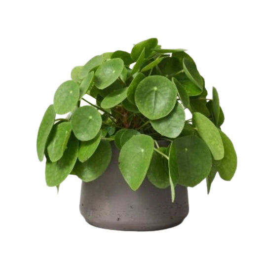 RARE Chinese Money Plant - 4''