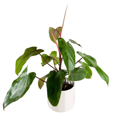 Philodendron Emerald green - 6''